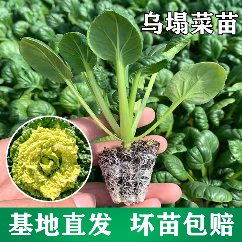 乌塌菜种苗大白菜黄心乌塌菜菊花心乌塔菜牛心包菜苗冬天耐寒秋季