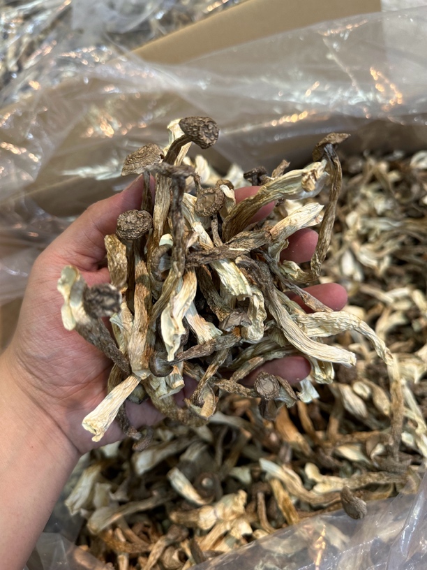 宠粉福利 福建土特产 鹿茸菇 脆脆菇 250g