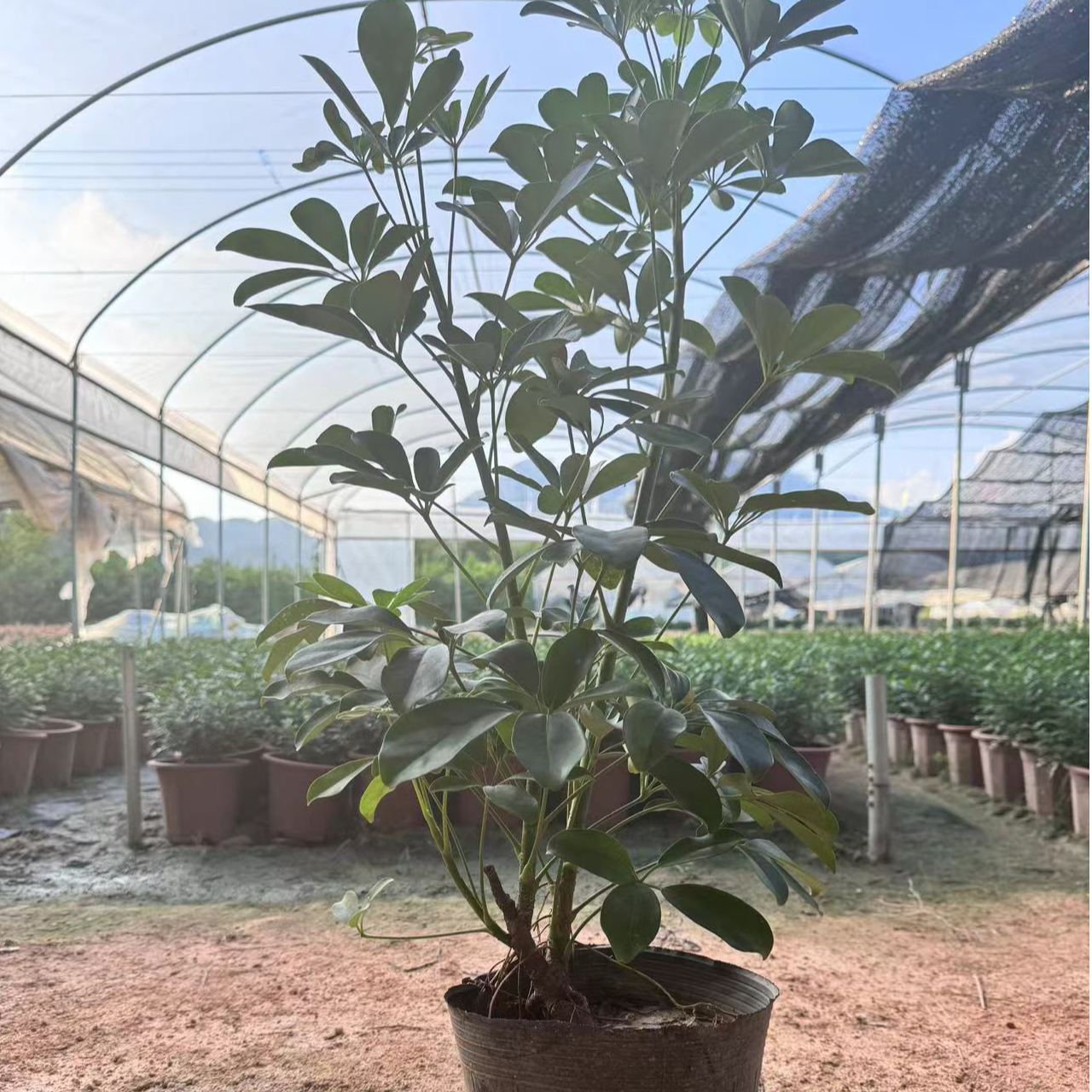 胡椒木（清香木）鸭脚木绿植（八方来财）小叶栀子花，彩霞变叶木。