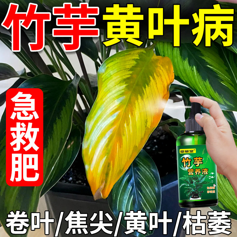 竹芋营养液防叶子发黄卷叶焦尖枯萎专用肥增绿增肥促生长免稀释肥