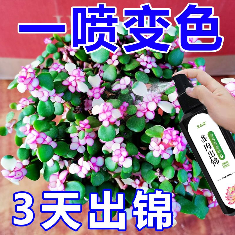 金枝玉叶专业变色催锦增肥多肉爆芽生根