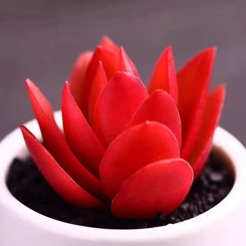 多肉植物火祭花卉绿植盆栽老桩小盆栽