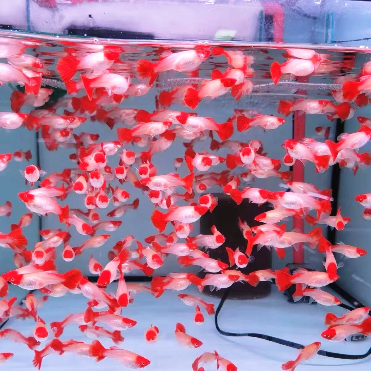 精品鸿运当头 孔雀鱼活体活鱼热带鱼鸿运孔雀鱼观赏鱼