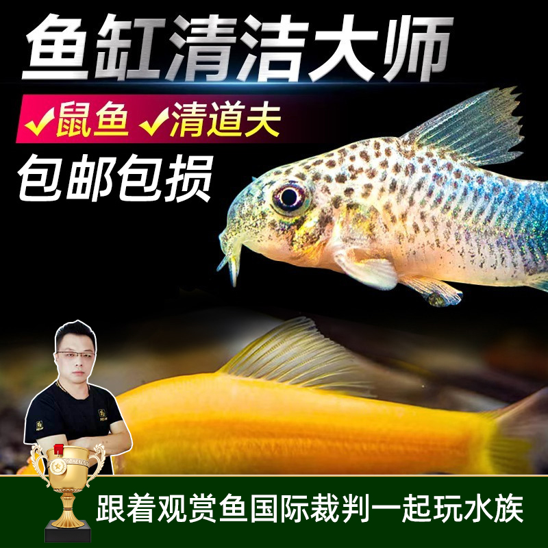 金苔鼠清苔鼠鱼热带观赏鱼清道夫鼠鱼鱼缸除藻鱼清洁鱼活体工具鱼