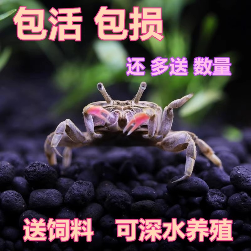 观赏鱼斑马鱼迷你辣椒蟹观赏螃蟹宠物蟹观赏蟹活体