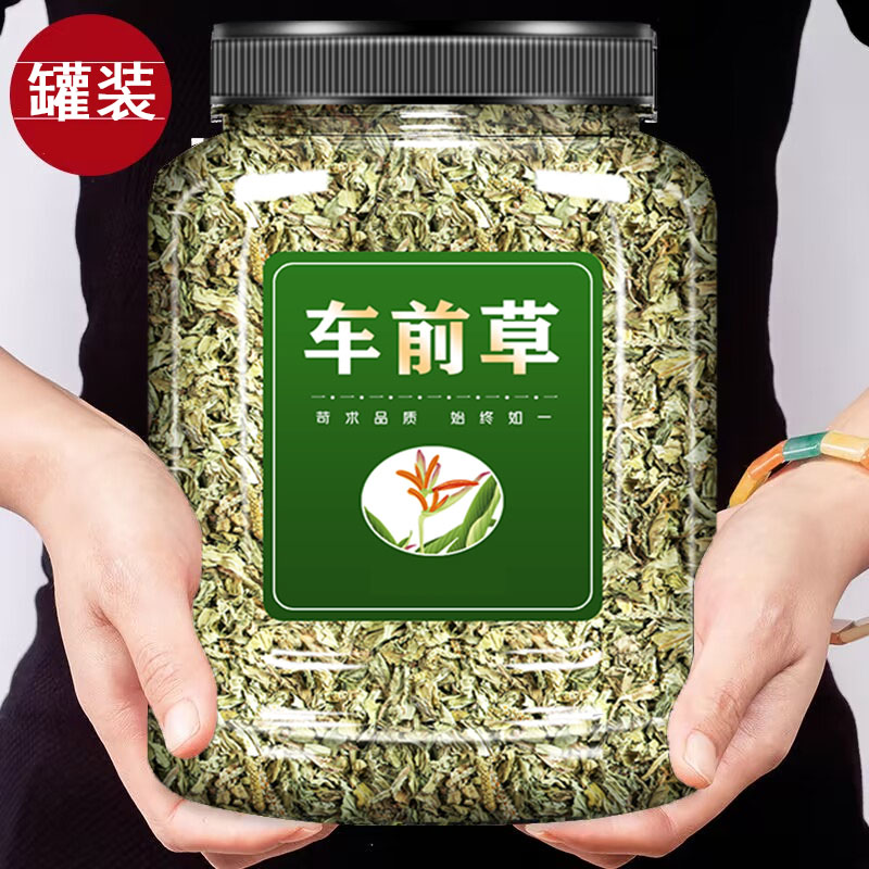 车前草新货车前草晒干车前草泡水煮水手工晾晒干燥新鲜泡茶泡水喝