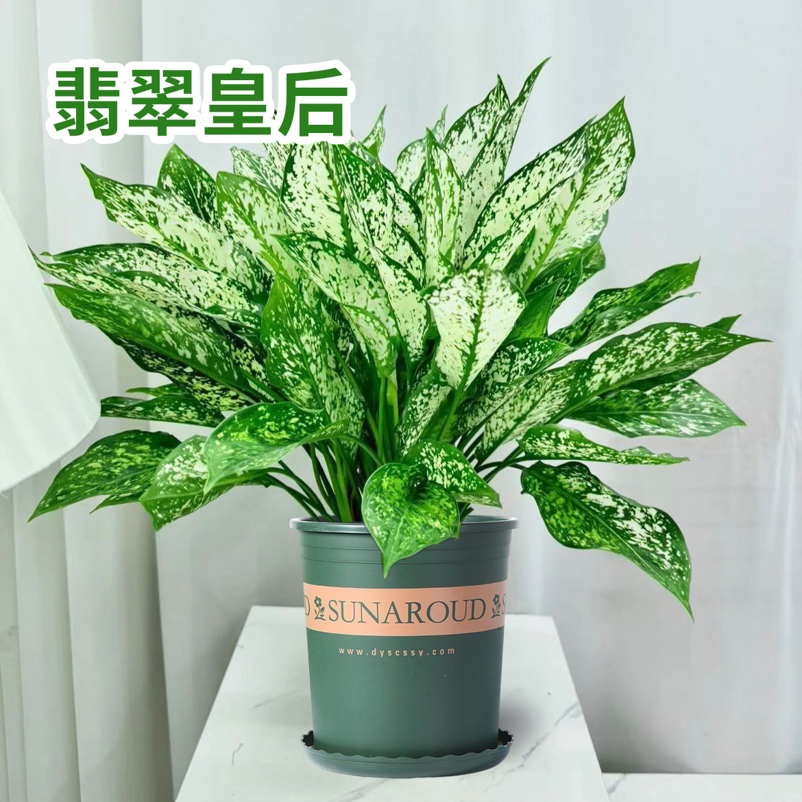 翡翠皇后盆栽花卉净化空气植物观叶室内阳台万年青绿植