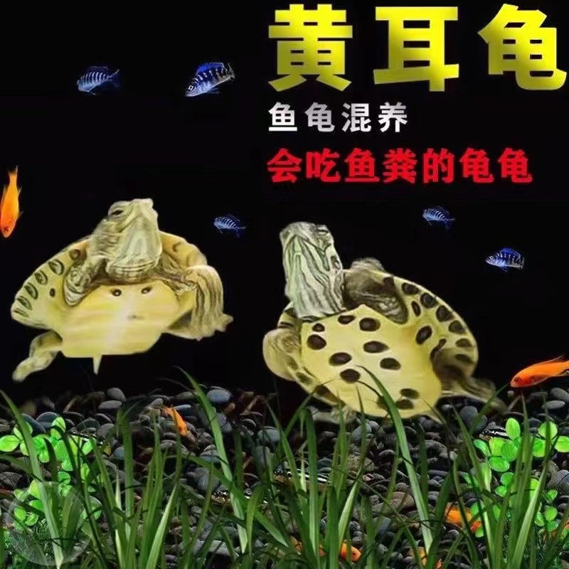 【黄耳深水龟】鱼缸混养小乌龟稀有活物纯种精品黄耳龟观赏宠物龟