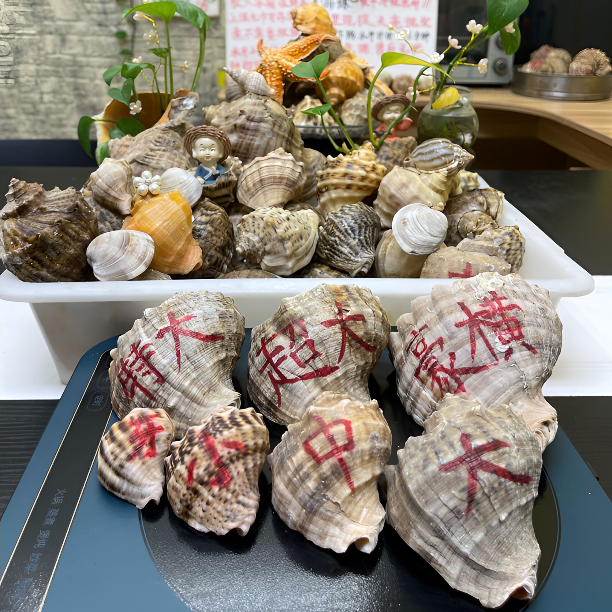 鲜活海螺大海螺送扇贝买3斤海螺送20小红贝新鲜码头直发拍海鲜