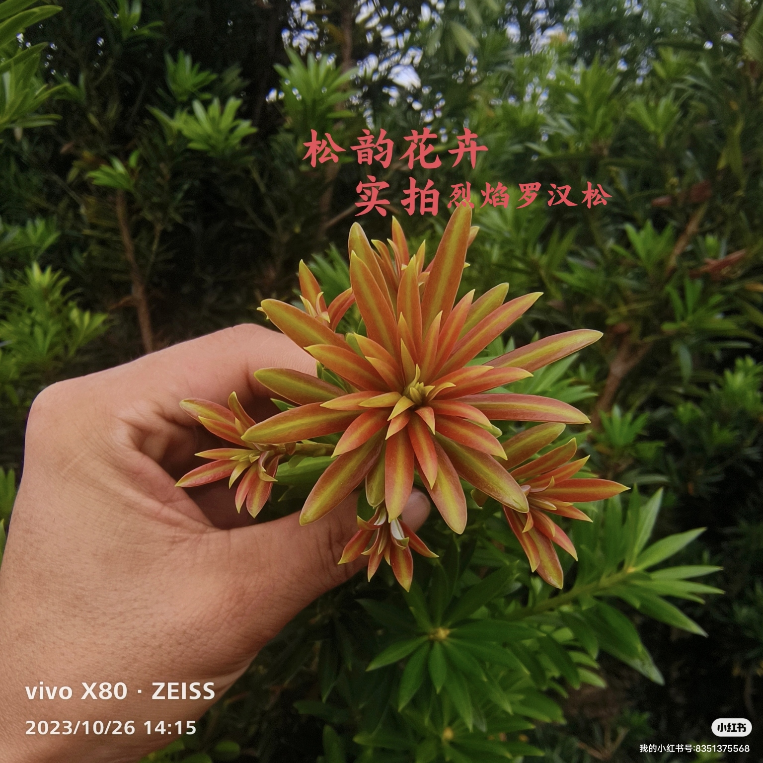 雀舌罗汉松红芽罗汉松盆景造型素材苗四季常青庭院阳台好活易养