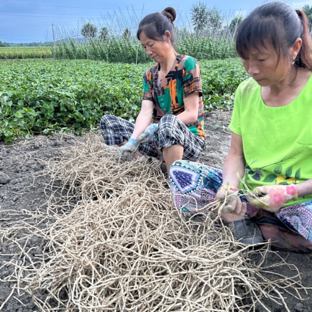 折耳根嫩根今年新根【新鲜现挖】鱼腥草凉拌下饭菜农家种植坏损包赔
