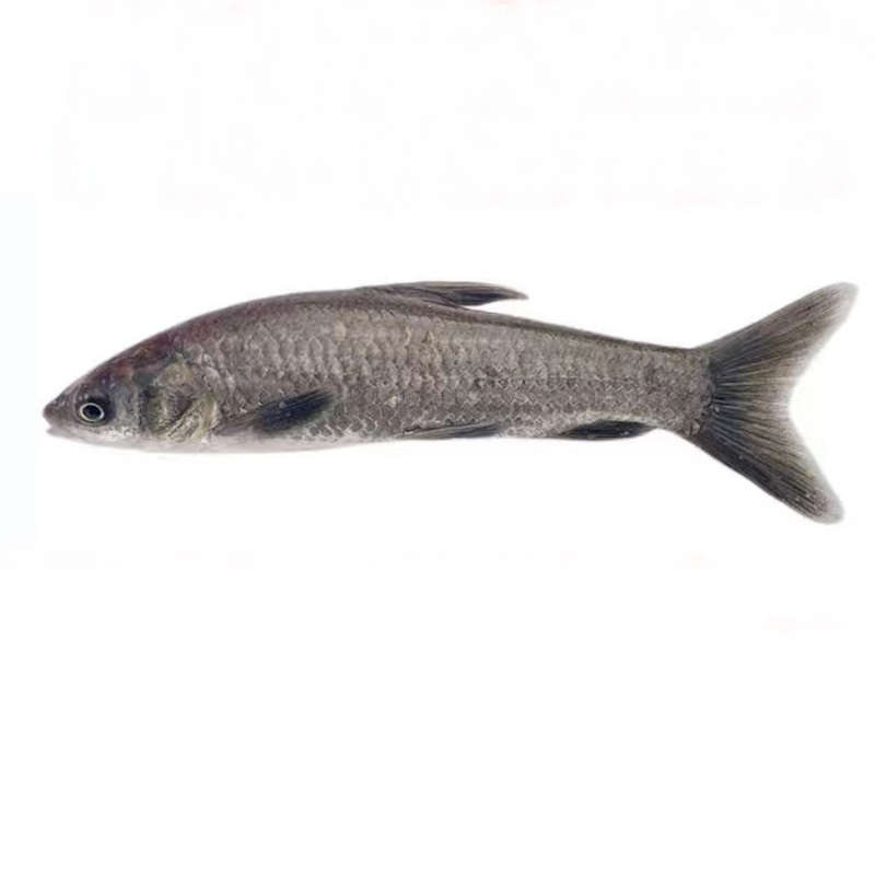 螺丝青 黑草 黑鲩鱼 乌青  水族活体