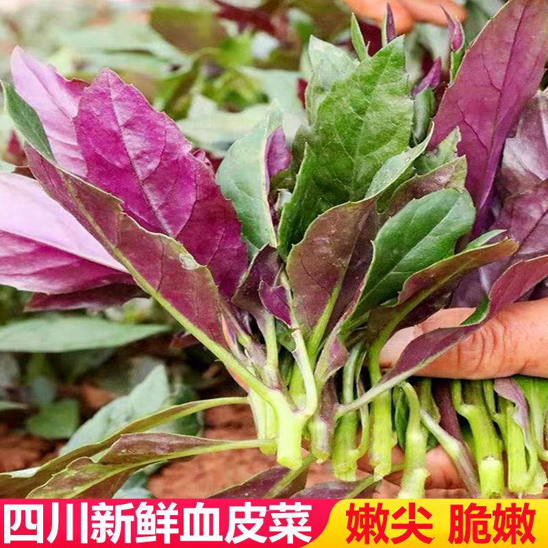 四川血皮菜新鲜紫贝紫背菜观音菜雪皮菜时令农家露天蔬菜四川特产