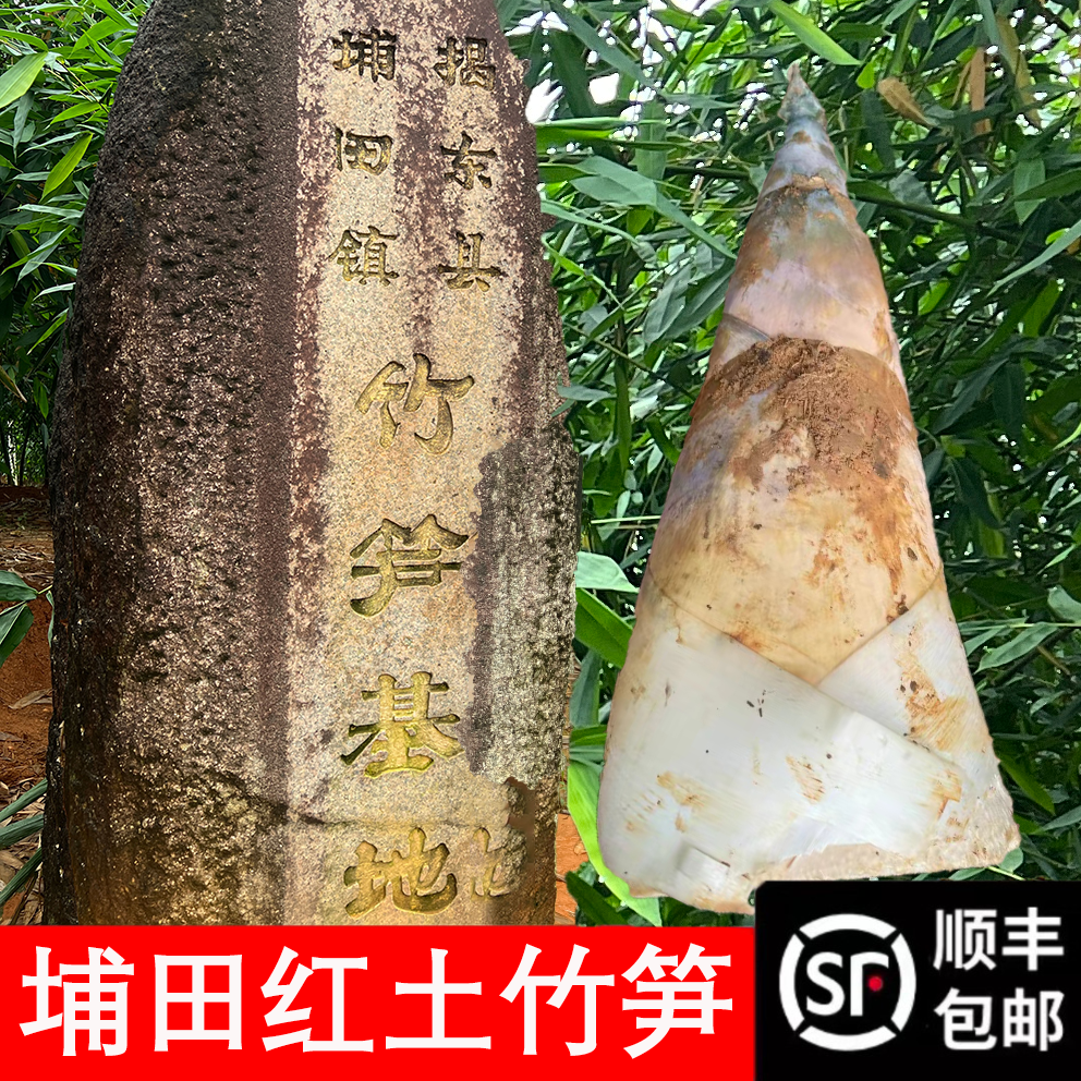 潮汕埔田之乡新鲜红土竹笋现挖嫩笋鲜嫩竹笋3斤（全国顺丰包邮）