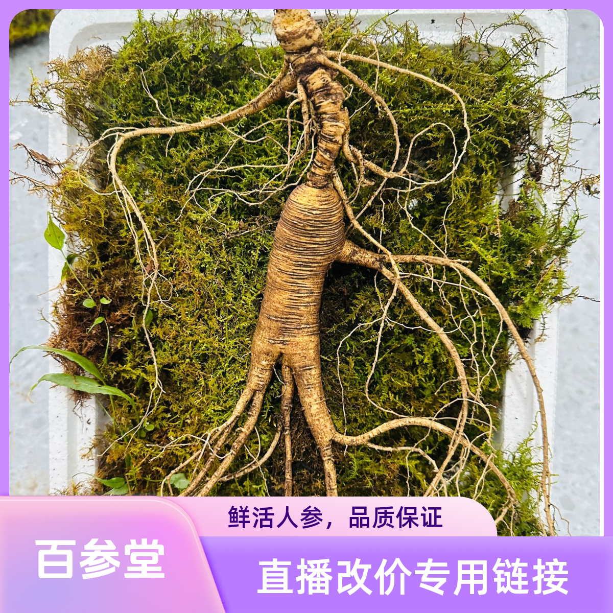 【百参堂】长白山林下鲜参直播改价专用林下参野山参链接