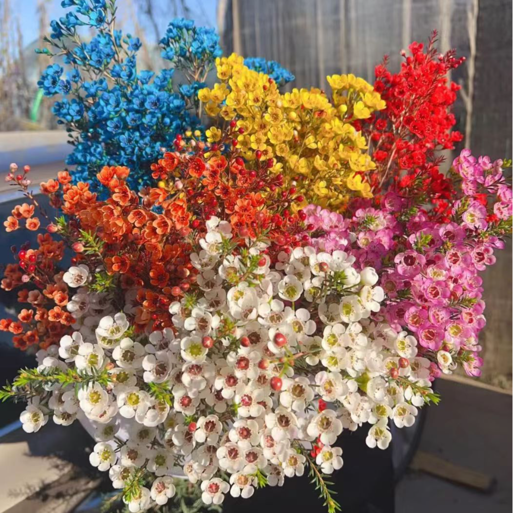 澳洲腊梅年宵花鲜切花插花水养插瓶   云南基地直发