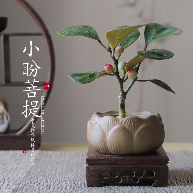禅意莲花盆小盼菩提树创意绿植盆栽植物室内盆景办公室桌面好养