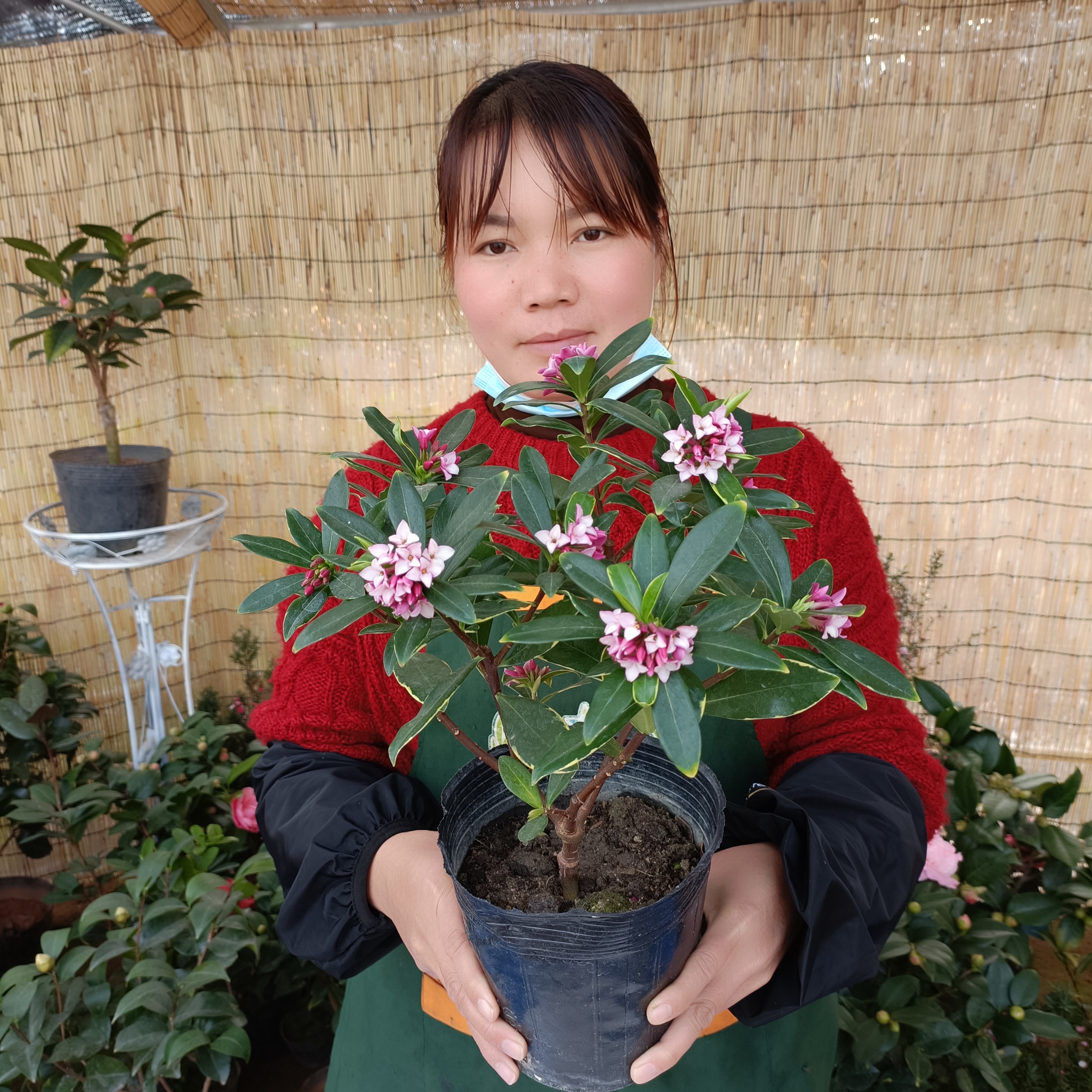 金边瑞香盆栽浓香型带花苞室内耐寒开花观花植物