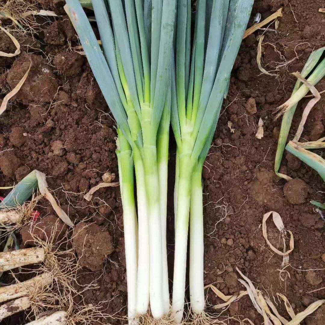 【山东大葱】铁杆大葱农家自种/3斤/5斤产地直发