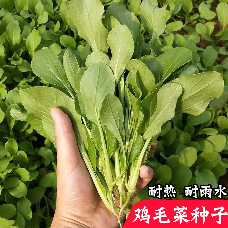 鸡毛菜种子种籽四季小白菜青菜油菜上海青蔬菜菜籽菜种孑大全籽种