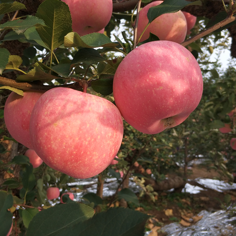 【脆甜】新鲜正宗山东烟台栖霞红富士苹果水果多汁不打蜡4.5/10斤