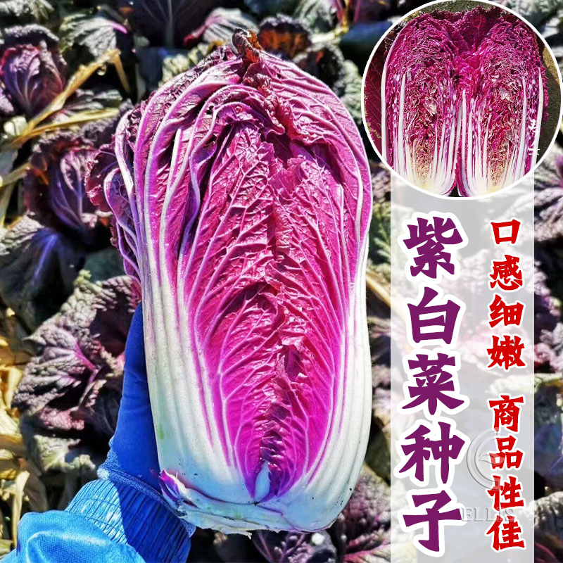 紫白菜种孑红色大白菜种子秋天冬季稀有特色非转基因四季菜蔬菜籽