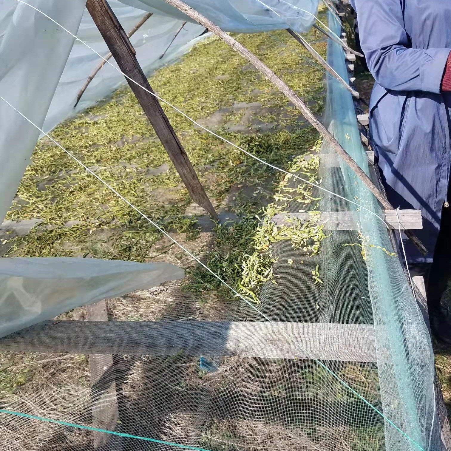 东北大兴安岭自家晾晒油豆角丝初级农产品散装