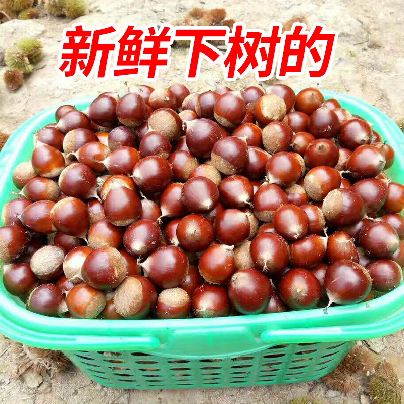 新鲜生锥栗高山锥栗正宗建瓯锥栗油栗毛栗1斤2斤3斤5斤栗子