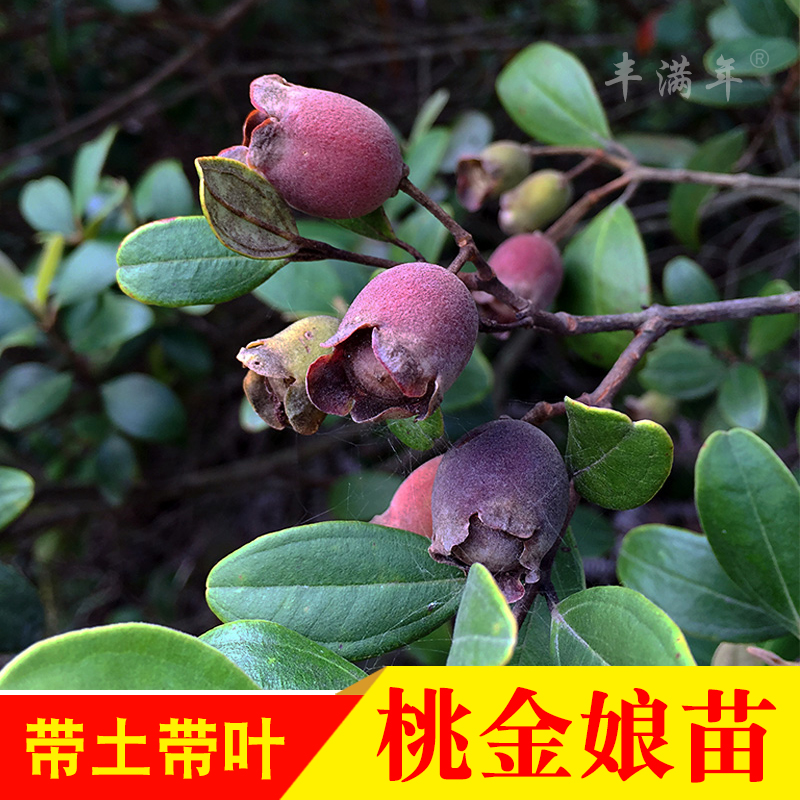 桃金娘苗捻子树苗果树山捻子苗乌稔桃金娘果苗盆栽地栽种植