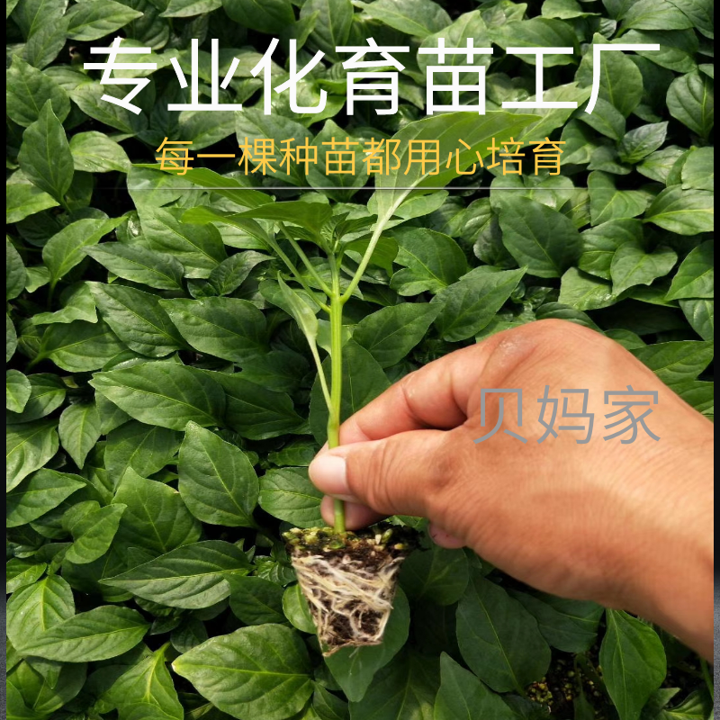 辣椒苗黄皮辣椒苗螺丝椒苗线椒苗各类辣椒苗蔬菜种苗阳台庭院四季