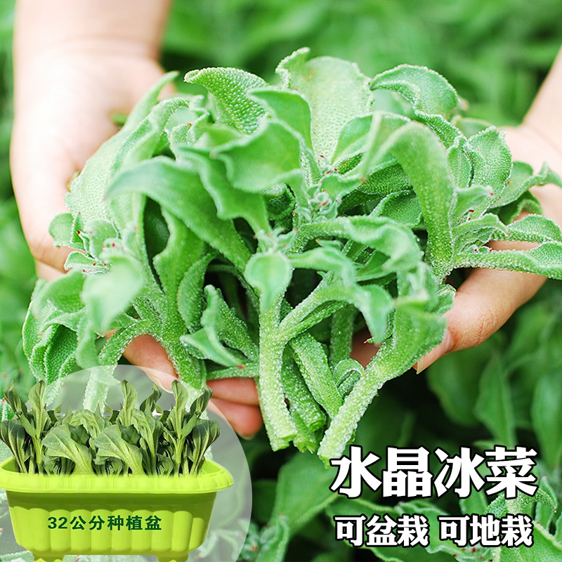 水晶冰菜种子非洲冰草春季露地栽培可盆栽