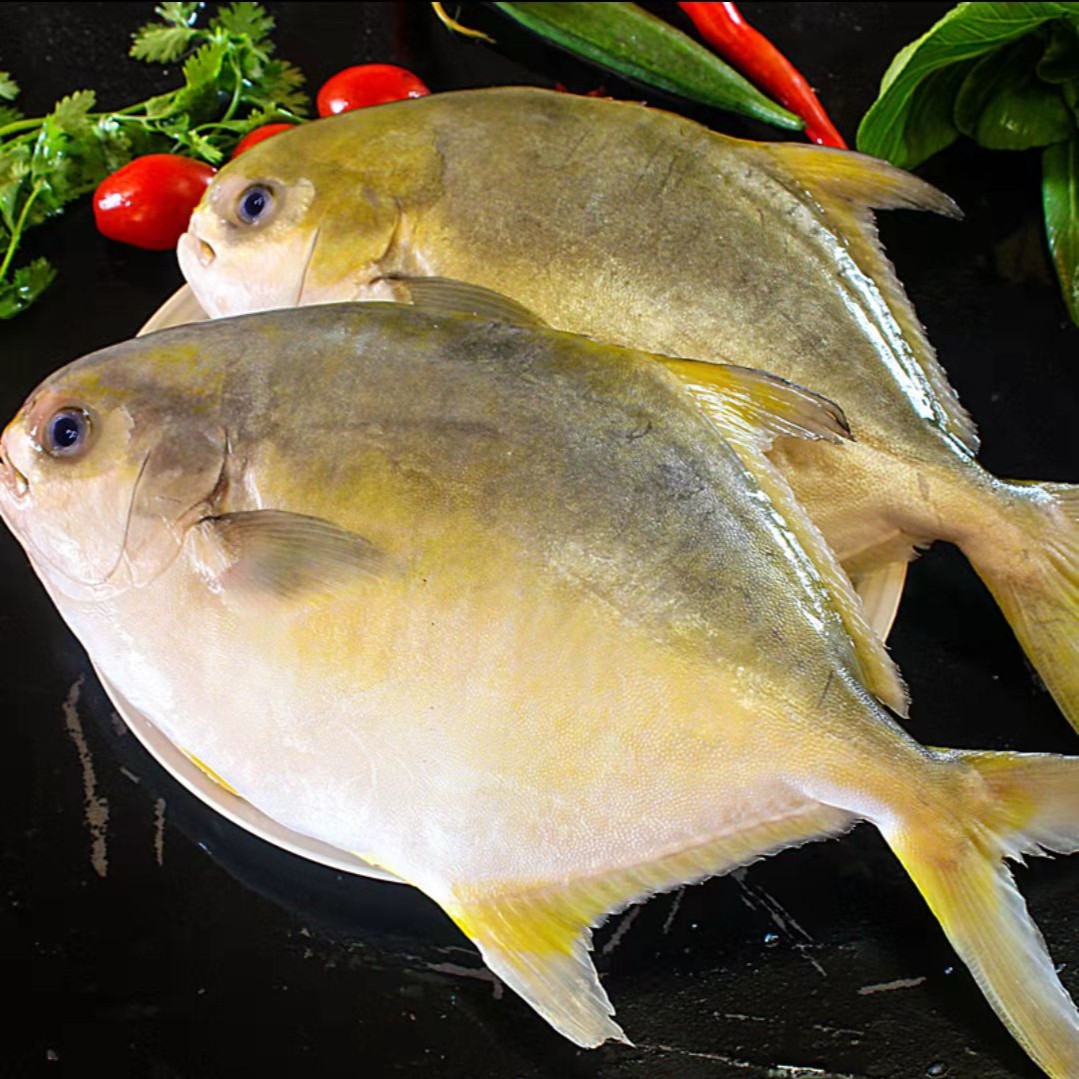 山东发货 深海大个无冰金鲳鱼每条500-900克 3-4条