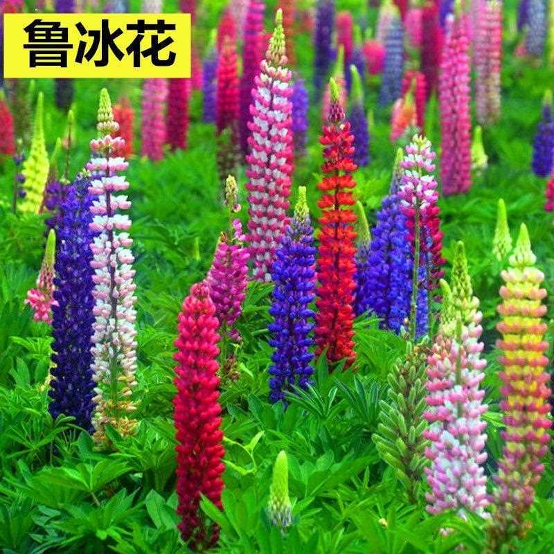 鲁冰花种子籽阳台庭院草坪种植花卉花草春秋易种植多年生简单春季