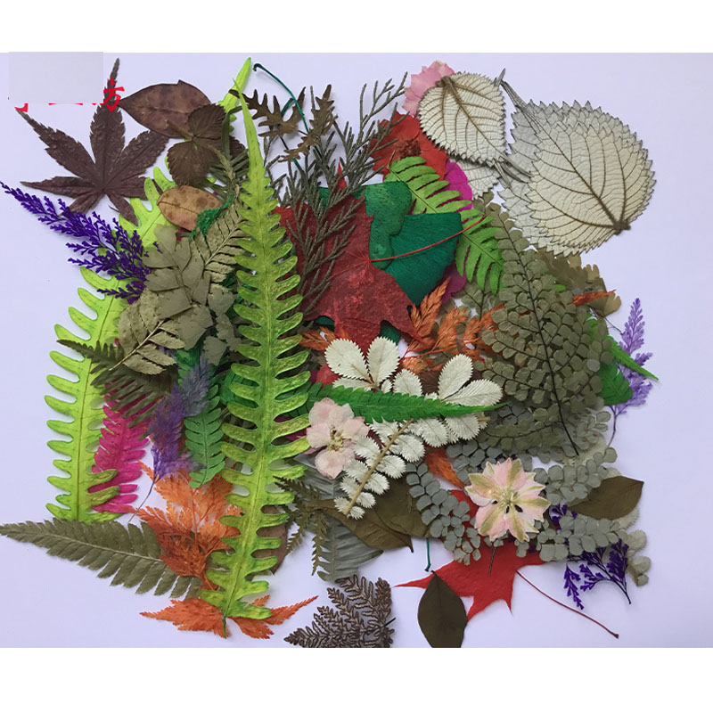 天然植物标本 真树叶集合 手工贴画儿童DIY 树叶画材料包创意早教