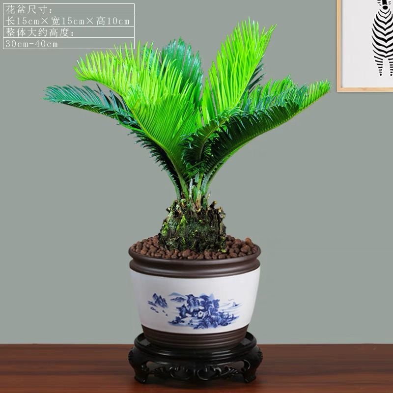 铁树盆栽树苗植物花卉室内外阳台庭院办公桌面四季常青美观绿植