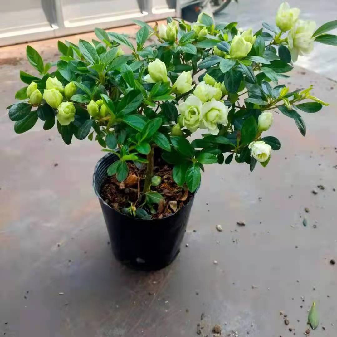 稀有品种绿色光辉杜鹃花室内室外易养活耐寒耐热四季开花不断