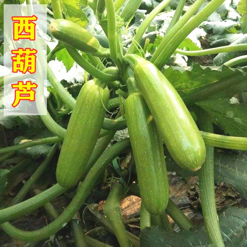 西葫芦种子露天耐热抗寒四季春季嫩南瓜夏秋季蔬菜种孑大全