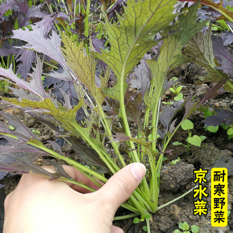 紫京水菜种子紫水晶菜种籽春季青菜野菜特色蔬菜种孑播种