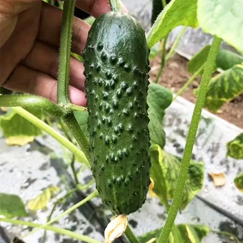 玛莎水果黄瓜种子生吃脆特甜带刺盆栽四季播种高产节节瓜种籽