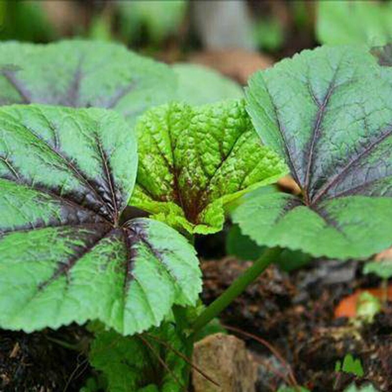 美农汇 糯米冬寒菜种子阳台盆栽蔬菜孑