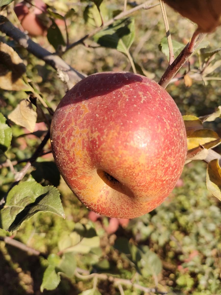 昭通糖心丑苹果12个5斤装