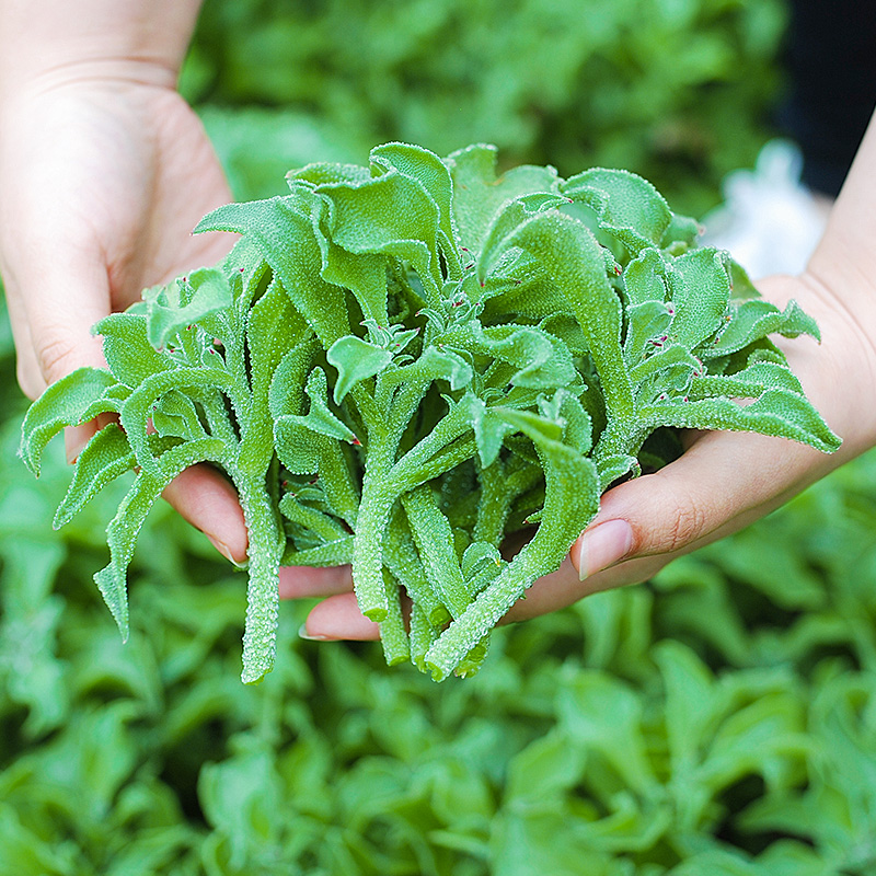 冰菜种籽苗非洲冰草水晶冰菜四季春季冬季阳台盆栽青菜蔬菜种子孑