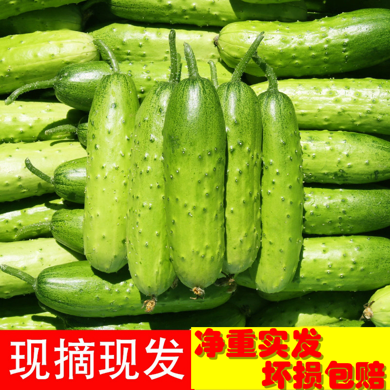 东北水果黄瓜新鲜蔬菜小青瓜农家自种现摘旱黄瓜带刺生吃5斤包邮