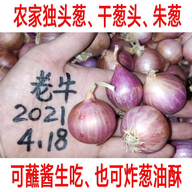 1斤包邮新鲜红葱头广东独头葱干葱头东北毛葱台湾卤肉饭肠粉酱汁