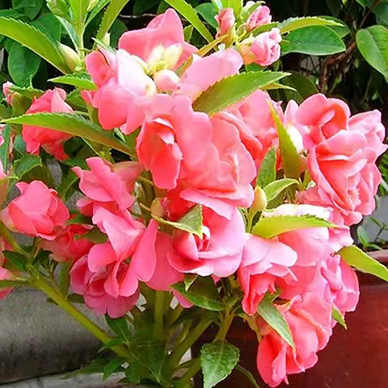 茶花凤仙种子凤仙花种子茶花阳台盆栽室内室外种植