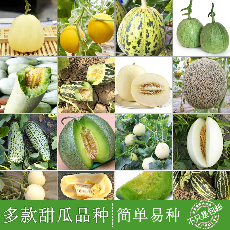 甜瓜种子羊角蜜甜瓜网纹甜瓜种籽大全农家蔬菜孑
