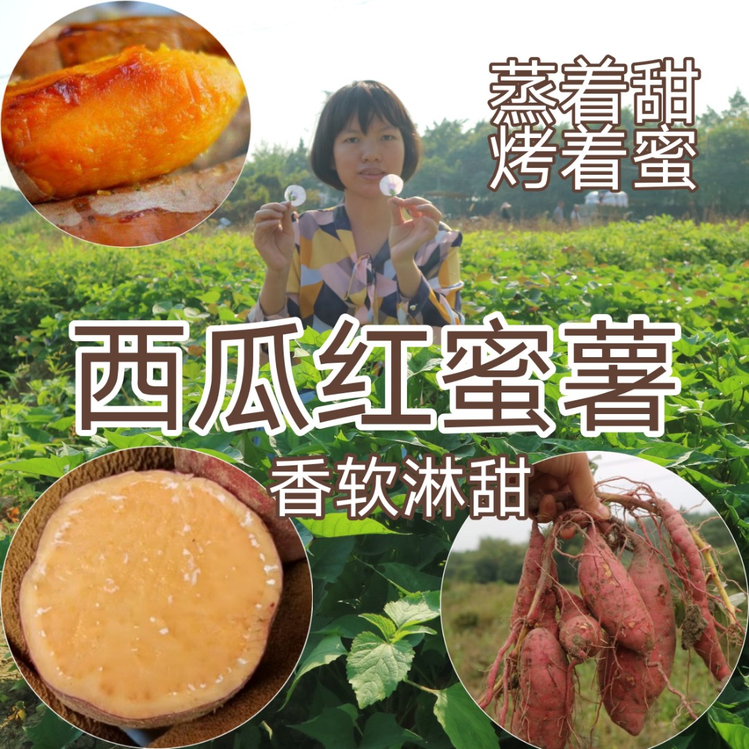 红薯清远农家红薯西瓜红蜜薯板粟红薯5斤10斤装新鲜现挖