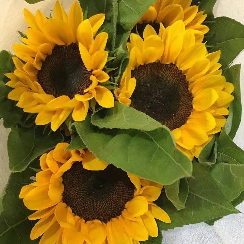 随机 任意鲜花一份