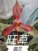 贵州旺草国兰的小店