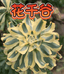 云南阿鬼